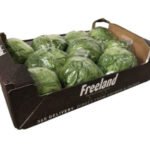 Iceberg lettuce Box 5 kg Oman 🇴🇲