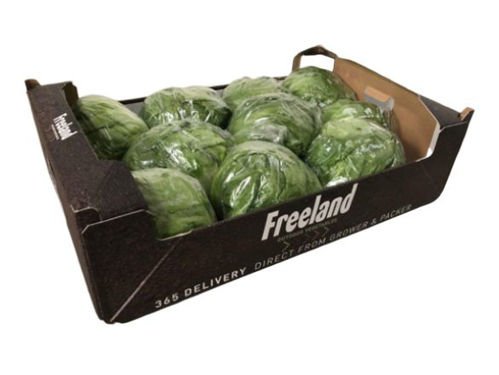 Iceberg lettuce Box 5 kg Oman 🇴🇲