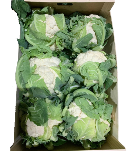 Cauliflower Box 6 pcs UAE 🇦🇪