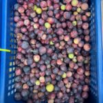 Falsa 1 kg Pakistani 🇵🇰