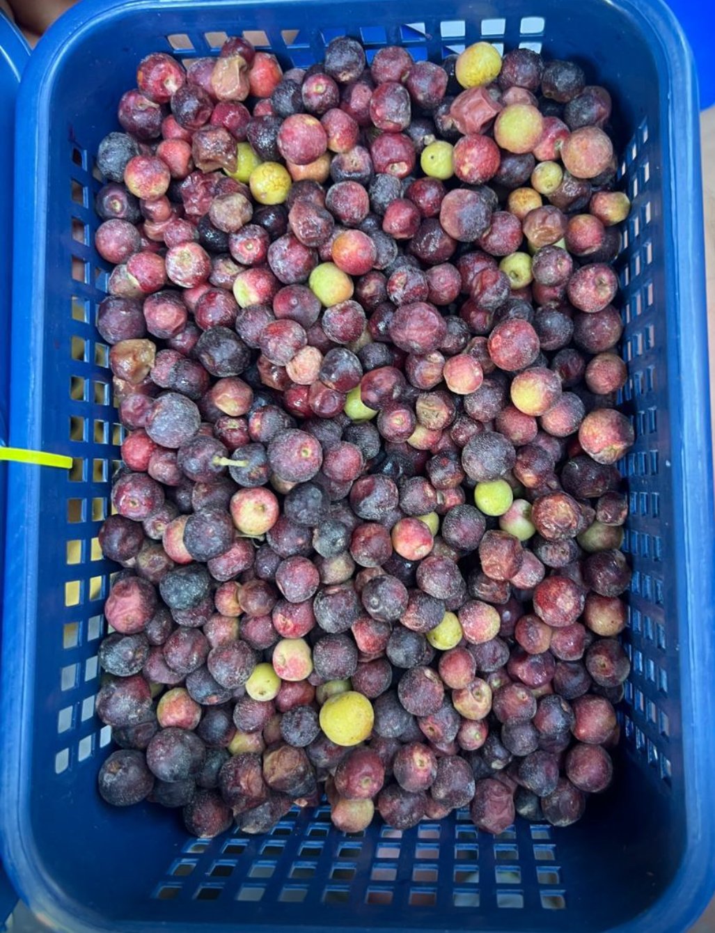 Falsa 1 kg Pakistani 🇵🇰