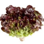 Oakleaf Lettuce Approx 1 kg(UAE)🇦🇪