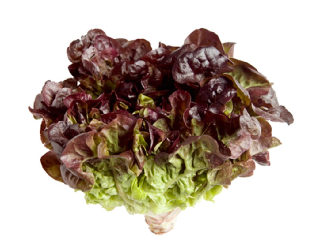 Oakleaf Lettuce Approx 1 kg(UAE)🇦🇪