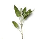 Sage(Kenya)🇰🇪 Approx 50 gm per packet