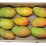 Mango 1 box 2.4 kg Yemen 🇾🇪