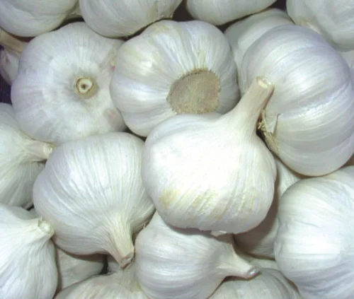 Garlic Organic 250g india 🇮🇳