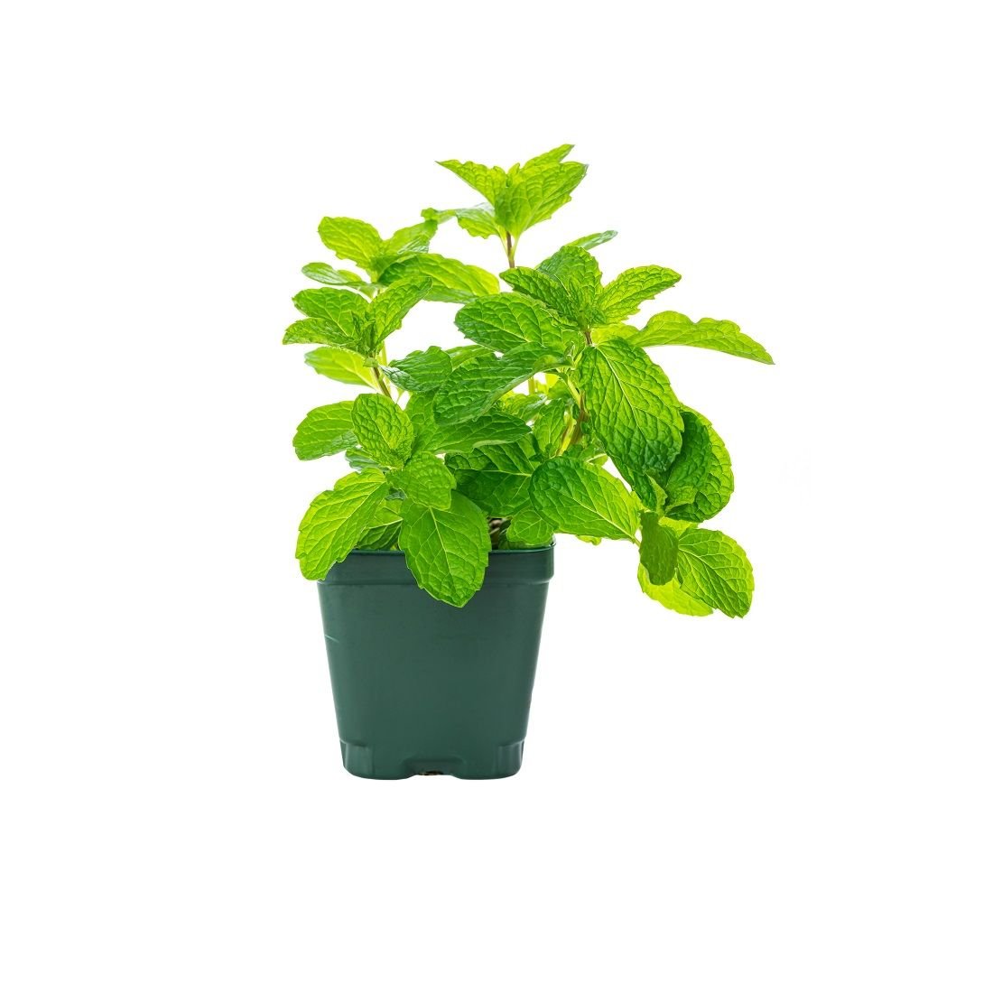 Mint Pot Size: 1 piece UAE 🇦🇪